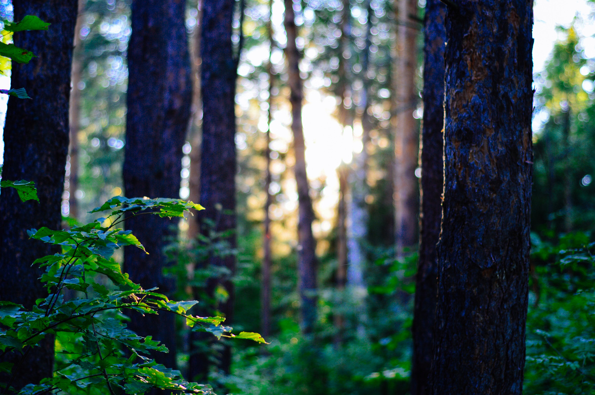 Green Trees