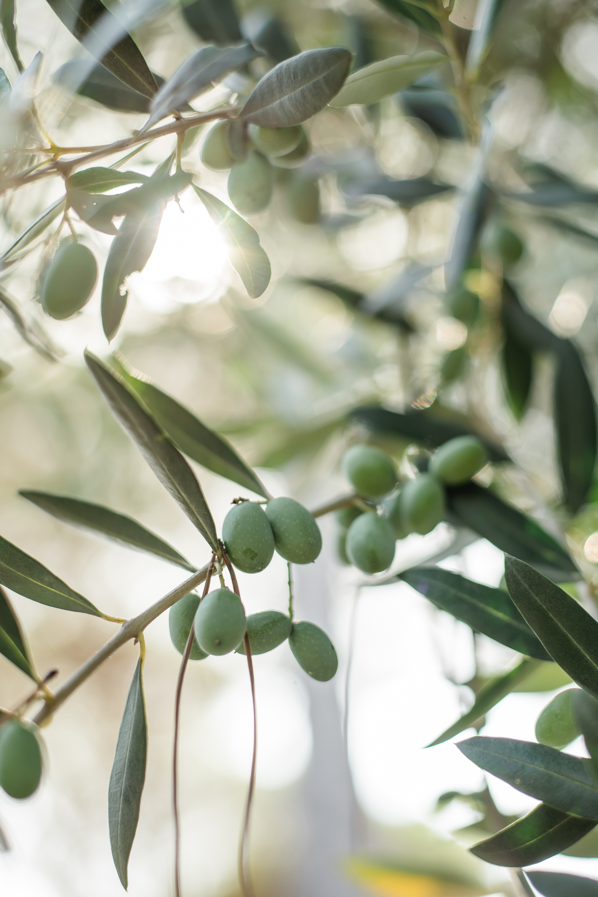 Mellowing green olives on olive tree