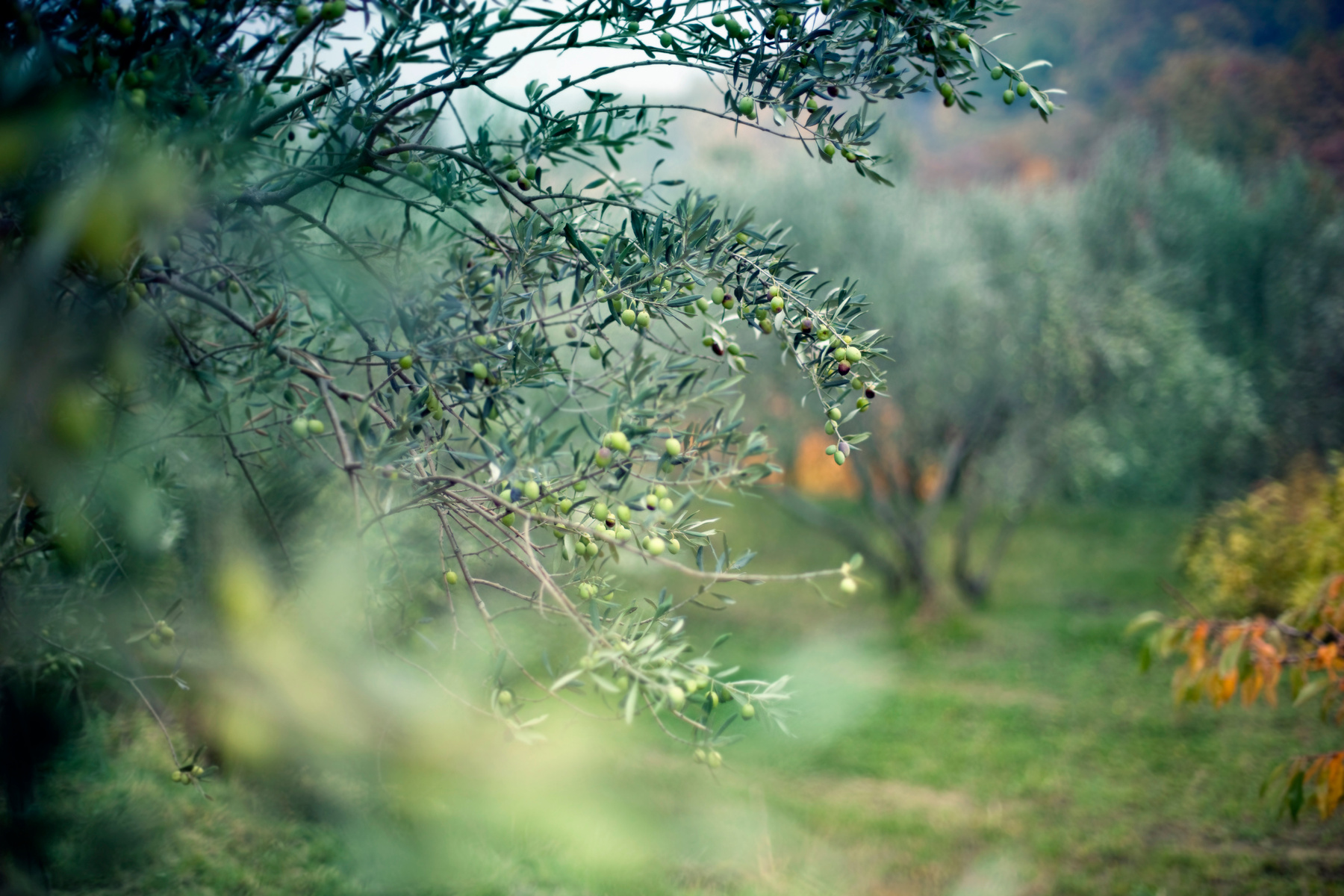 Olive Grove