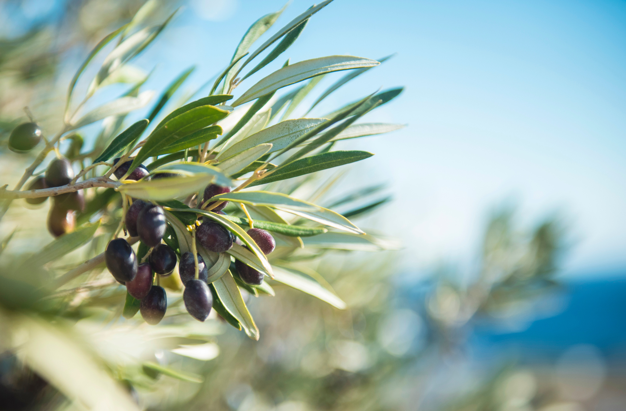 Olive Tree