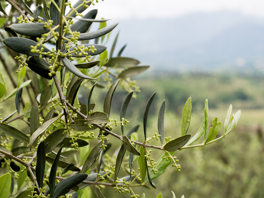 Spring in the Olive Grove 